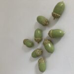 eikeltjes 2,5 x 6 cm
