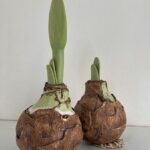 amaryllis bolmaat 11 cm hoogte 14 en 23 cm